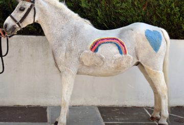 Whizz Rainbow 360x245 - Park Lane Plea - Save Our Stables!