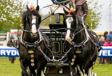 Carol Stevens Newark  Notts 2010 094 1 360x245 - Dates announced for 2022 National Shire Horse Show