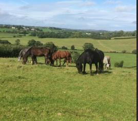Laminaid to the rescue of veteran horse