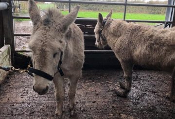 Holly Snowy L R at time of rescue The Donkey Sanctuary 360x245 - The Donkey Sanctuary