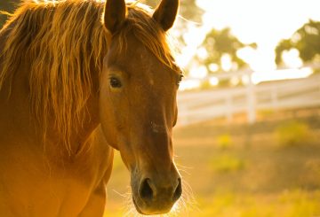 kelly forrister OLL7SNhGeZk unsplash2 360x245 - Horse Rescue Centers to Win Donation