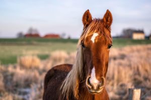 Autumn horse riding 5 300x200 - How to prevent equine theft this Autumn