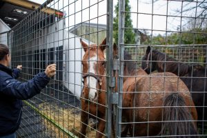 Big GIve loading World Horse Welfare 300x200 - World Horse Welfare’s ‘the Big Give Christmas Challenge 2021