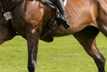 Horse in sport World Horse Welfare 360x245 - An ethical framework for use of horses in sport unveiled at industry workshop
