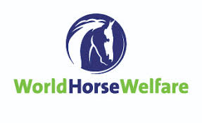 image 4 - World Horse Welfare’s ‘the Big Give Christmas Challenge 2021