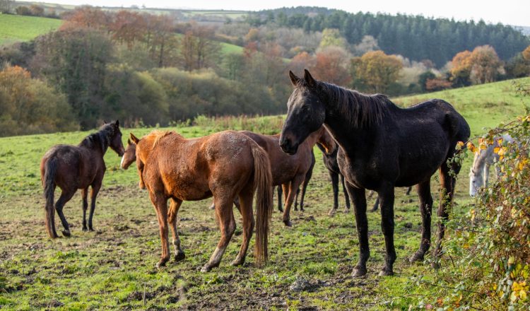 image 6 750x440 - World Horse Welfare’s ‘the Big Give Christmas Challenge 2021