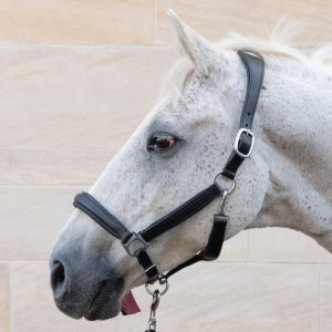 Leather Black Padded Headcollar from Cathedral Equine. 300x300 - Are you ready for Christmas?