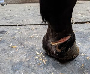 2 Arty suffered a deep and long wound along the back of the pastern. 300x247 - Correct Wound Management Secures Young Horse’s Future