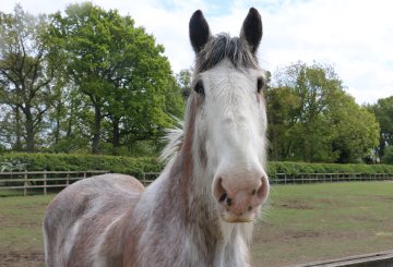 Boo at Redwings Horse Sanctuary 1 360x245 - REDWINGS PAYS TRIBUTE TO BELOVED BLIND RESIDENT BOO