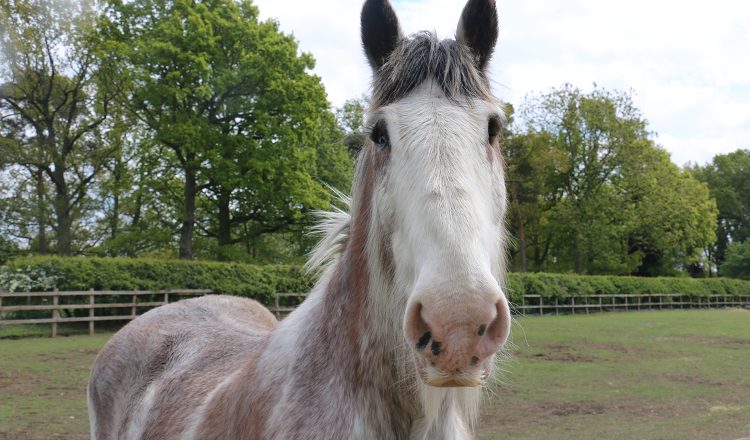 Boo at Redwings Horse Sanctuary 1 750x440 - REDWINGS PAYS TRIBUTE TO BELOVED BLIND RESIDENT BOO