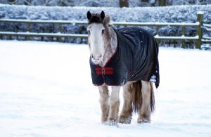 Boo at Redwings Horse Sanctuary 3 300x195 - REDWINGS PAYS TRIBUTE TO BELOVED BLIND RESIDENT BOO