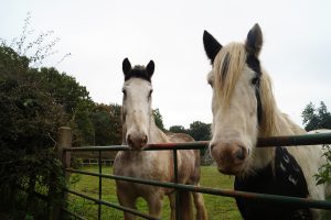 Boo with companion Flynn 300x200 - REDWINGS PAYS TRIBUTE TO BELOVED BLIND RESIDENT BOO