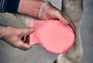 Equiwrap Cohesive Bandages help to hold a poultice in place. 360x245 - Hoof Abscesses are the most common cause of lameness in horses.