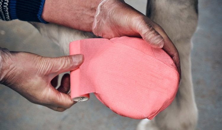 Equiwrap Cohesive Bandages help to hold a poultice in place. 750x440 - Hoof Abscesses are the most common cause of lameness in horses.