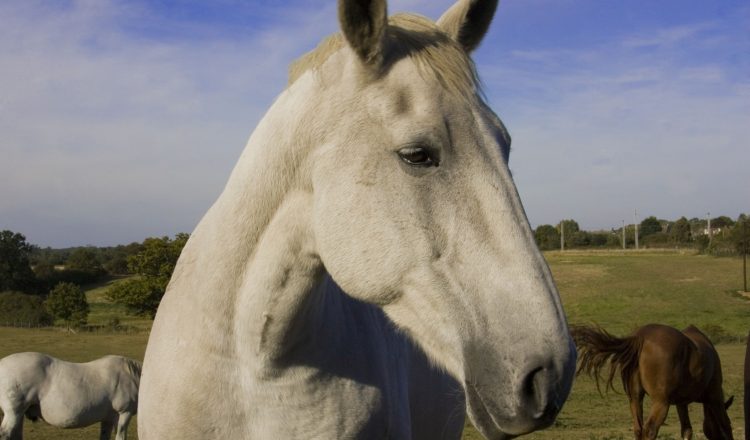 Horse photo 750x440 - MARS EQUESTRIAN™ Veterinary Scholarship Programme for Equine Research