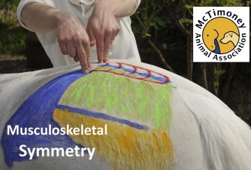 McTimoney 360x245 - Free Webinar from the McTimoney College of Chiropractic