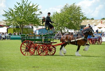 Photo courtesy of Kev Wright Smaller Copy 360x245 - Shire Horse Society Show 12th and 13th March 2022.
