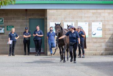 image 1 360x245 - The whole horse approach
