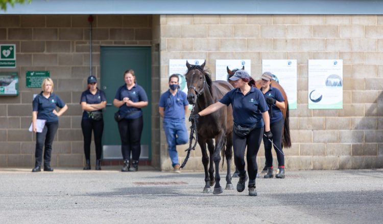 image 1 750x440 - The whole horse approach