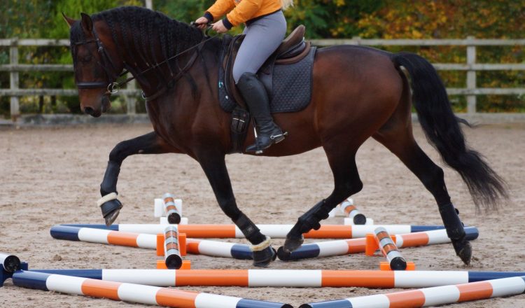 Stackaletti 3 750x440 - Classic Showjumps launch the Stackaletti – the ultimate pole work kit!￼                     ￼