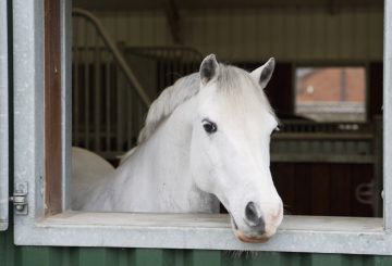 HoofKind3 360x245 - Making the Best of Box Rest