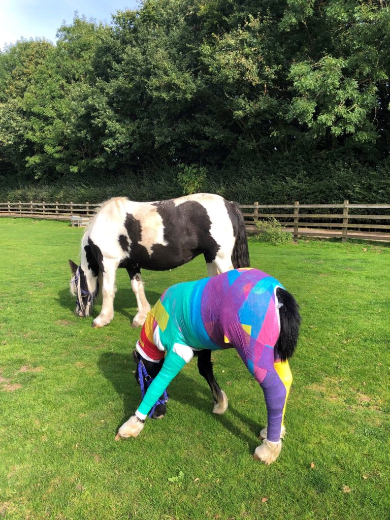SPECIAL PONY WHO HELPED REDWINGS CARE FOR TRAGIC FOAL NOW LOOKING FOR A LOVING HOME OF HER OWN Mildred PR Mildred and Phoenix grazing 2 768x1024 - SPECIAL PONY WHO HELPED REDWINGS CARE FOR TRAGIC FOAL NOW LOOKING FOR A LOVING HOME OF HER OWN