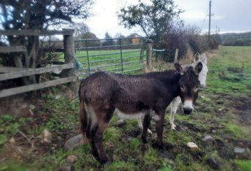 Declan and Thistle in their field LR credit The Donkey Sanctuary 360x245 - Underweight County Durham donkey finds her sanctuary￼