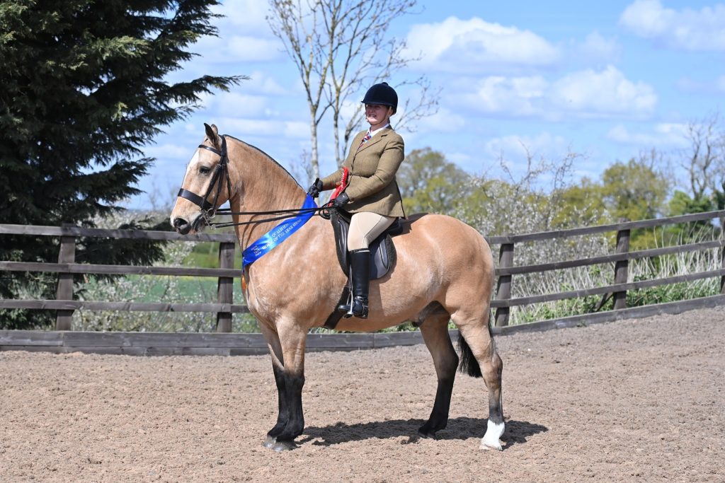 VV Cob 1 Kavanaghs General Custer Tara Hunt 1024x683 - SEIB Search for a Star & Racehorse to Riding Horse 2022 kicks off at Vale View Equestrian        