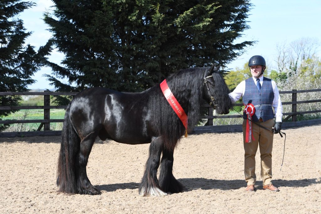 VV In hand Native 1 Neil Jordan Clickham Junior 1024x683 - SEIB Search for a Star & Racehorse to Riding Horse 2022 kicks off at Vale View Equestrian        
