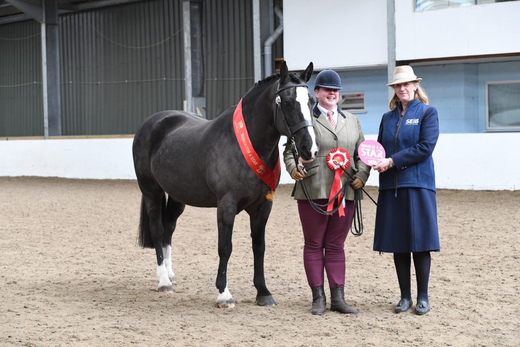 VV In hand Plaited pony 1 Gemma Viles Peter Pan 1024x683 - SEIB Search for a Star & Racehorse to Riding Horse 2022 kicks off at Vale View Equestrian        