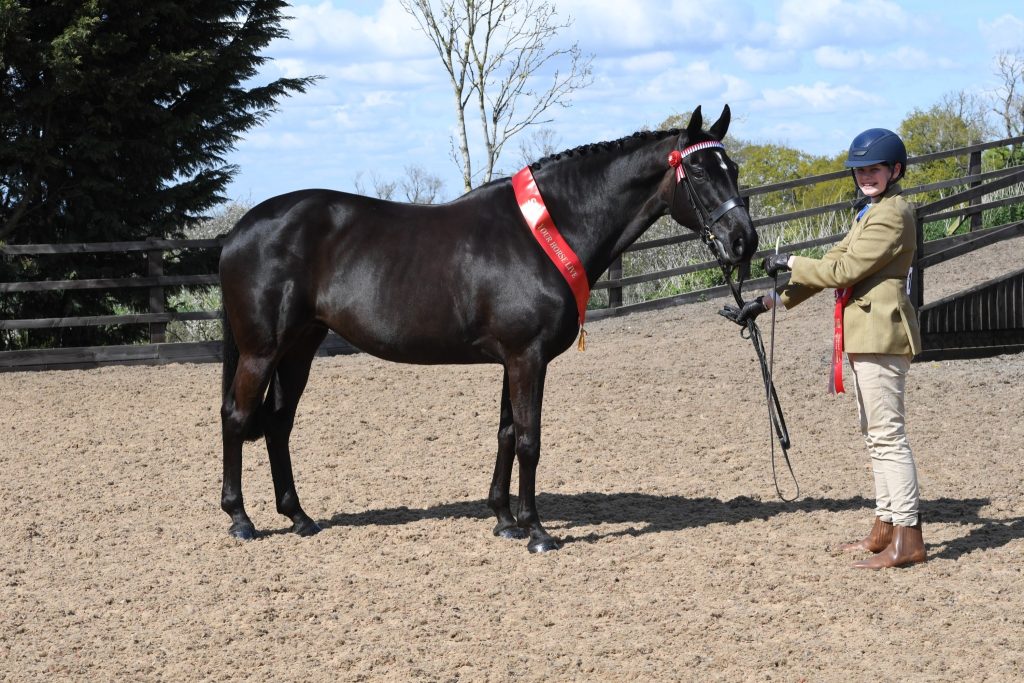 VV In hand plaited horse Finn Williamson Port Lou Lou 1024x683 - SEIB Search for a Star & Racehorse to Riding Horse 2022 kicks off at Vale View Equestrian        