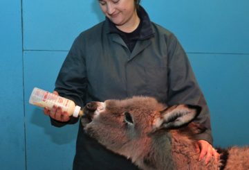 1. Sam being bottle fed by Sara Blair Salter The Donkey Sanctuarys New Arrivals Manager. The Donkey Sanctuary 360x245 - The Donkey Sanctuary uses pioneering feeding aid for orphan foals