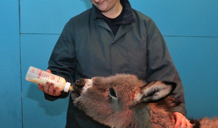 1. Sam being bottle fed by Sara Blair Salter The Donkey Sanctuarys New Arrivals Manager. The Donkey Sanctuary 750x440 - The Donkey Sanctuary uses pioneering feeding aid for orphan foals