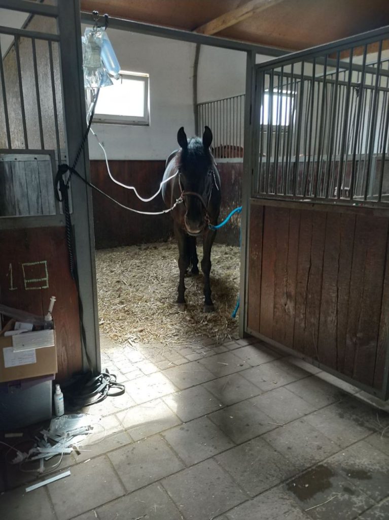 Over 20,000 horses remain in the critical welfare zone in Ukraine and require help UA horses need help2 767x1024 - Over 20,000 horses remain in the critical welfare zone in Ukraine and require help