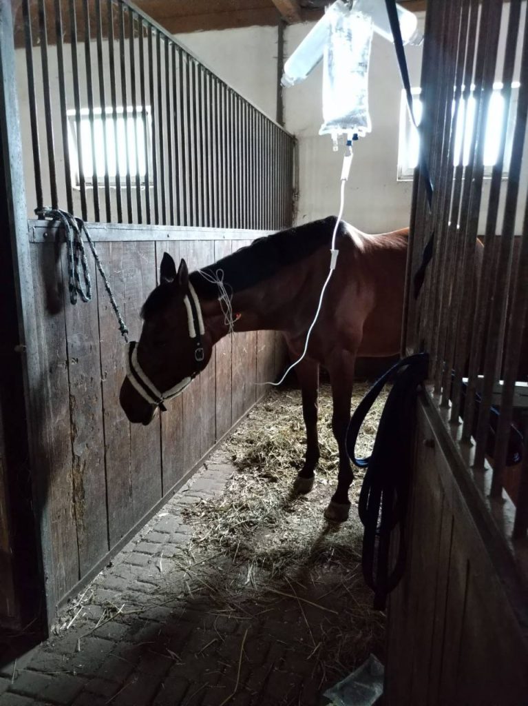 Over 20,000 horses remain in the critical welfare zone in Ukraine and require help UA horses need help3 767x1024 - Over 20,000 horses remain in the critical welfare zone in Ukraine and require help