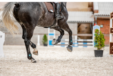 Untitled design 3 360x245 - Security for Horses and Equipment: How to Prevent Theft