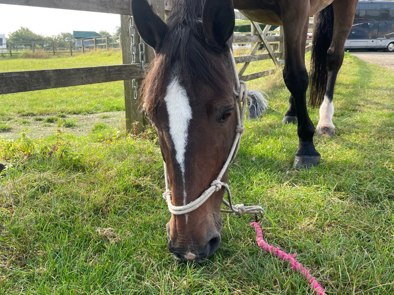 Untitled design 4 - Security for Horses and Equipment: How to Prevent Theft