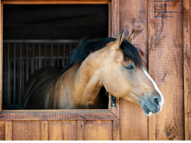 Untitled design 7 - Security for Horses and Equipment: How to Prevent Theft