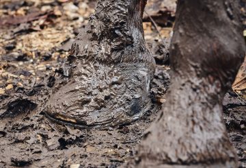 Mud Fever is commonly seen during winter. 360x245 - A Muddy Problem