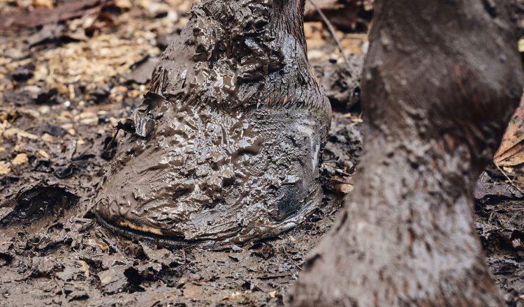 Mud Fever is commonly seen during winter. 750x440 - A Muddy Problem